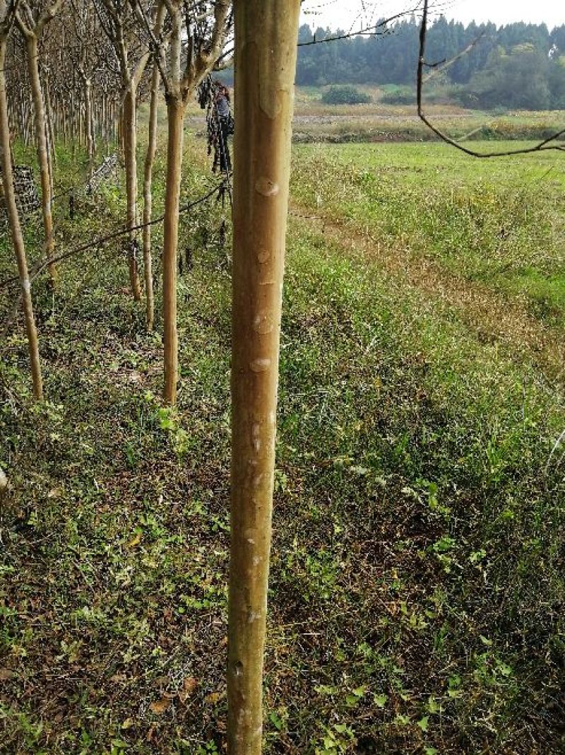 紫薇树成本价优惠出售