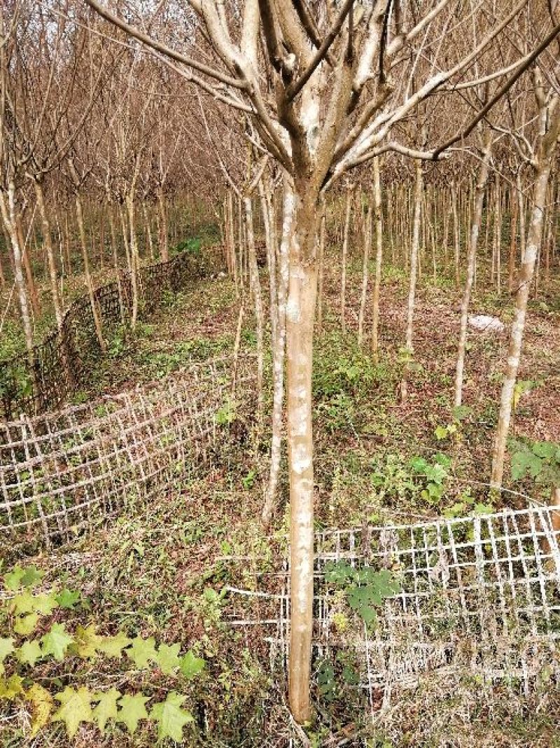 紫薇树成本价优惠出售