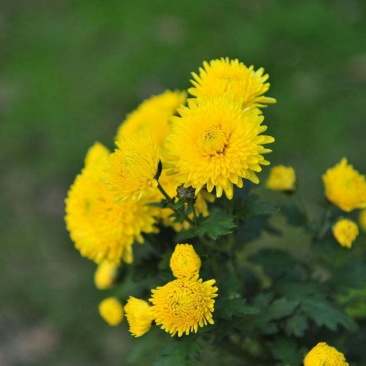 野菊花