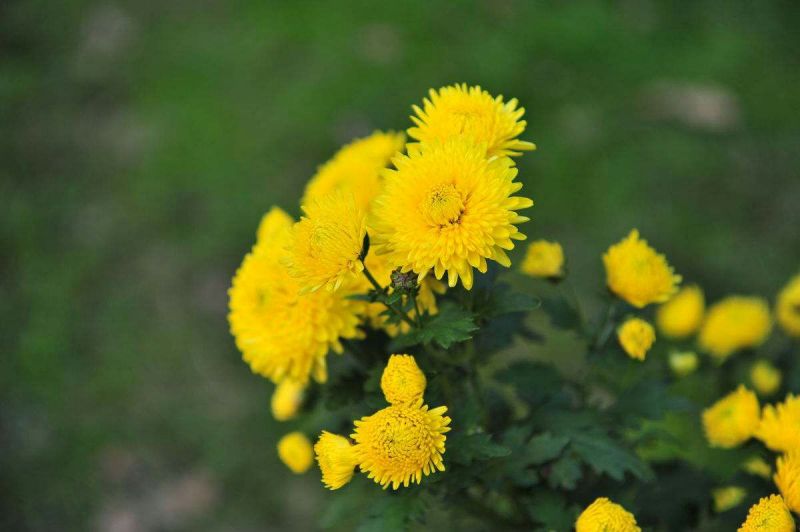 野菊花