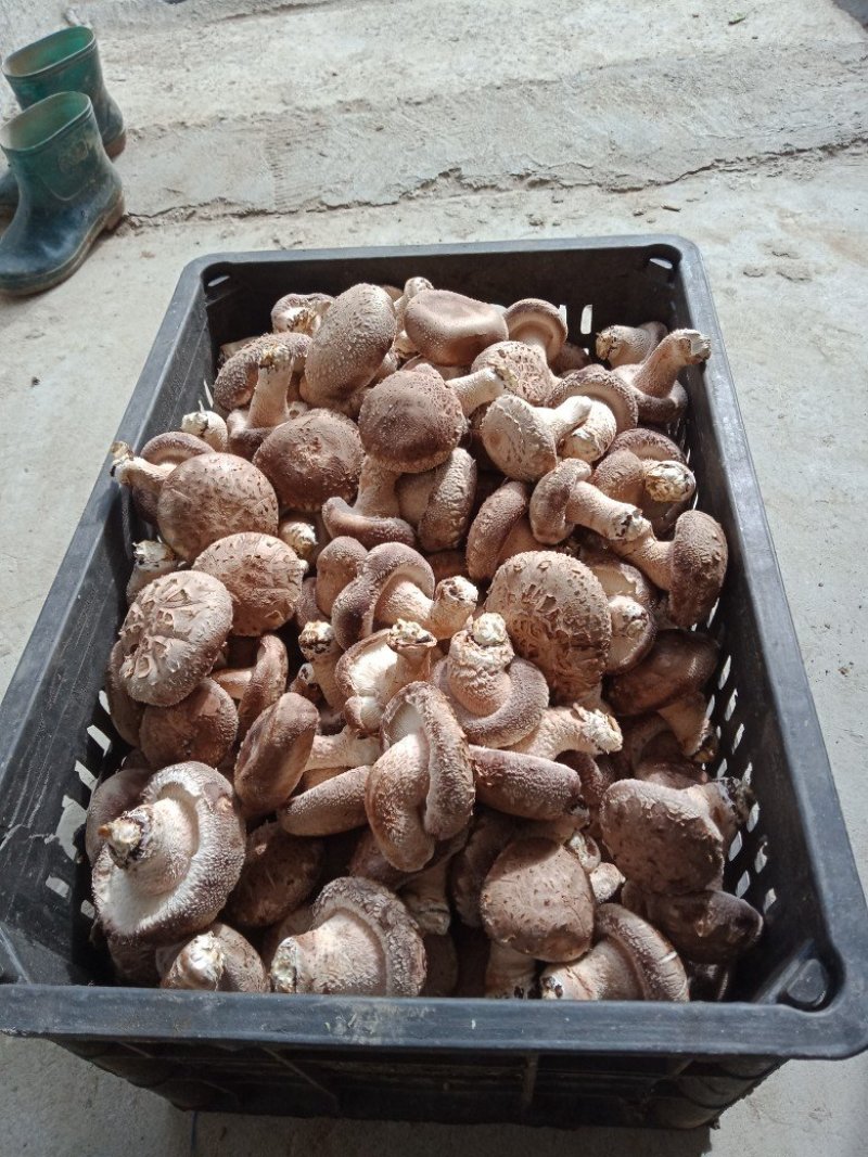 食用菌