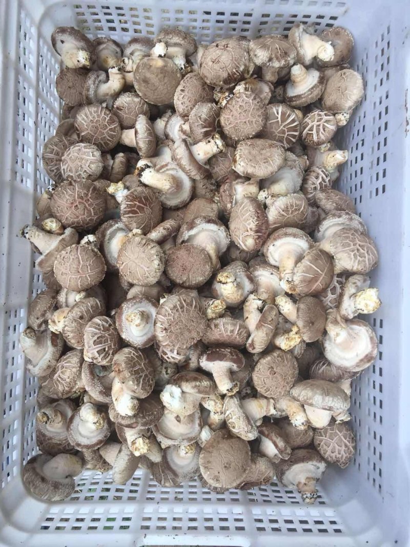 食用菌