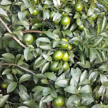 清香橘