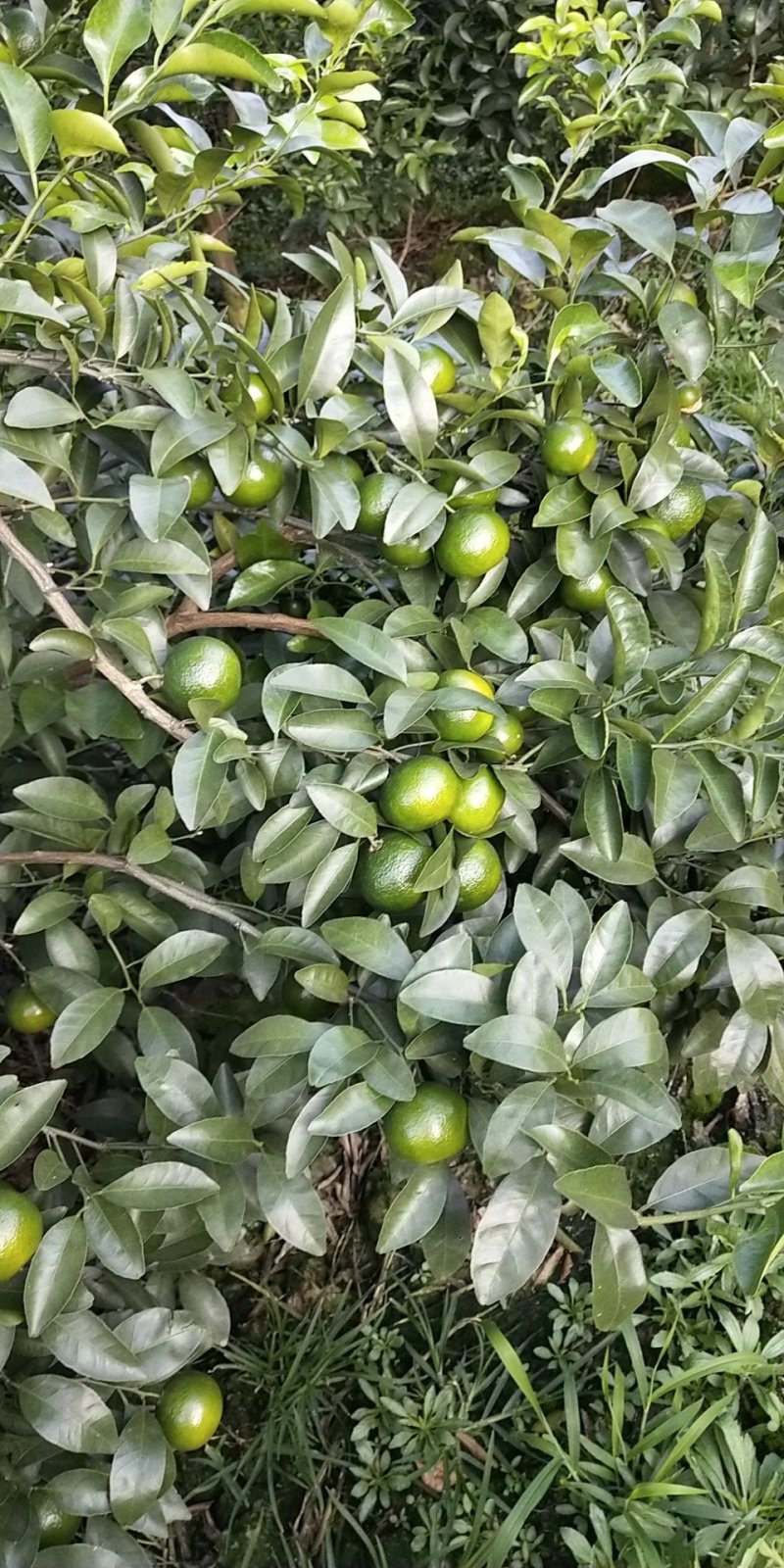 清香橘