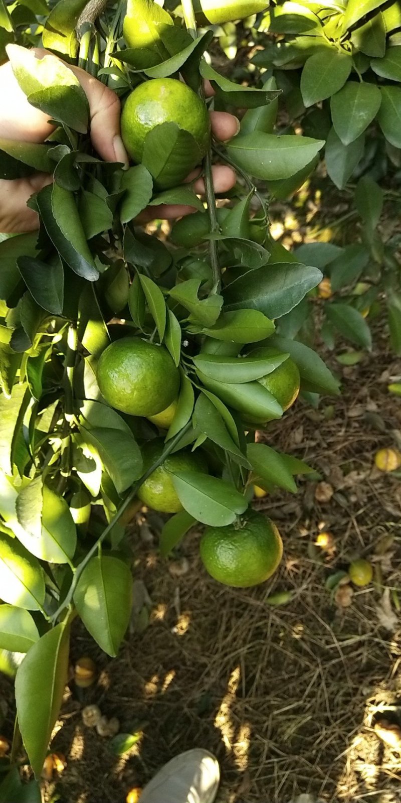清香橘