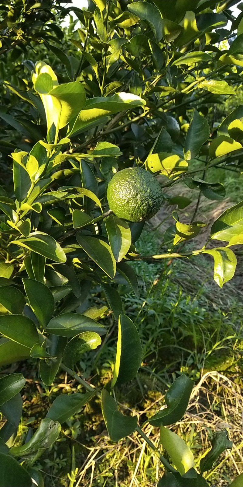 清香橘