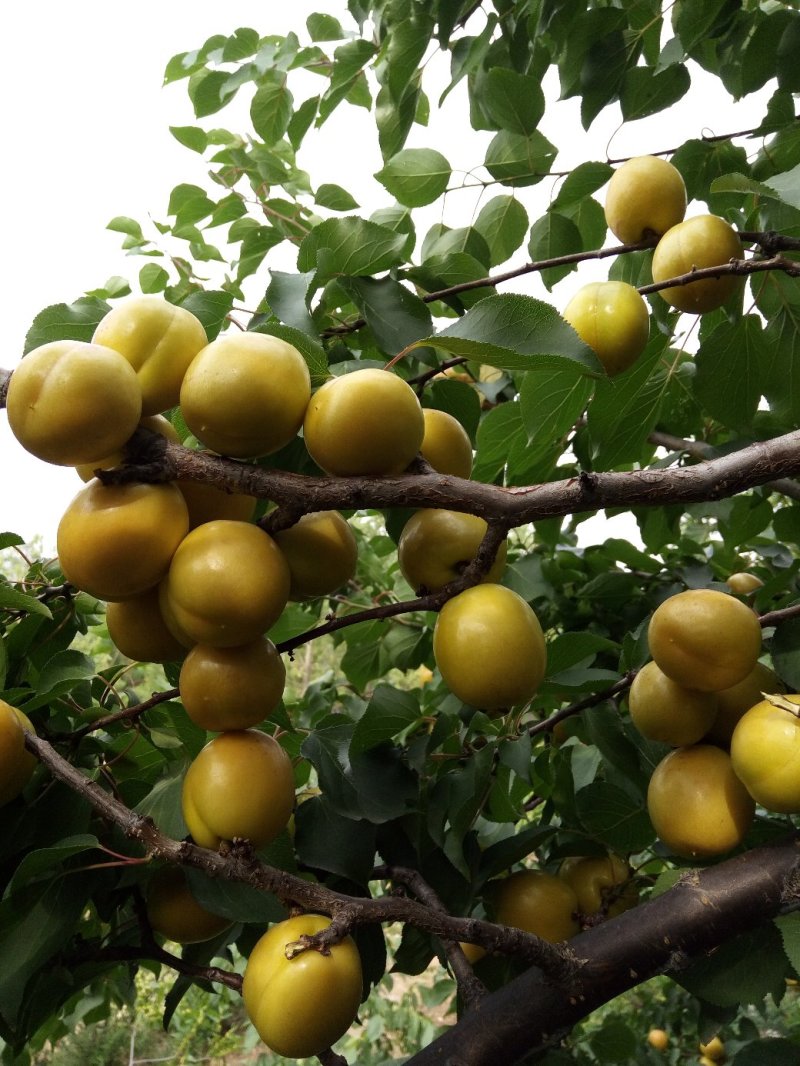 珍珠油杏
