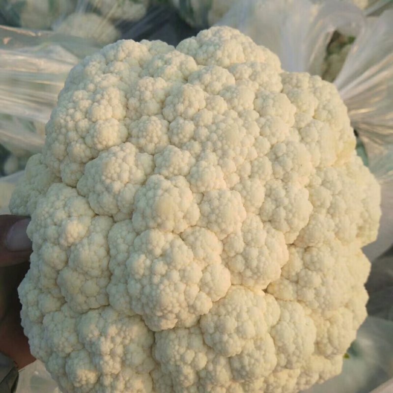 山东菜花有机花松花菜基地直供大量供货！
