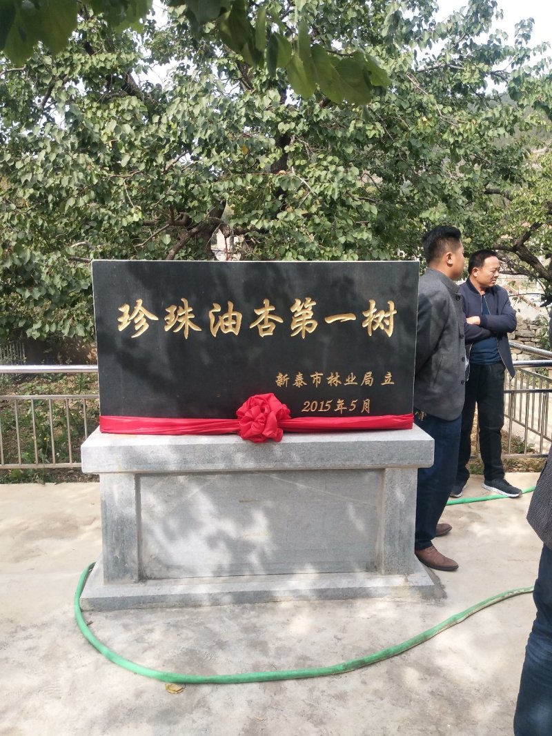珍珠油杏