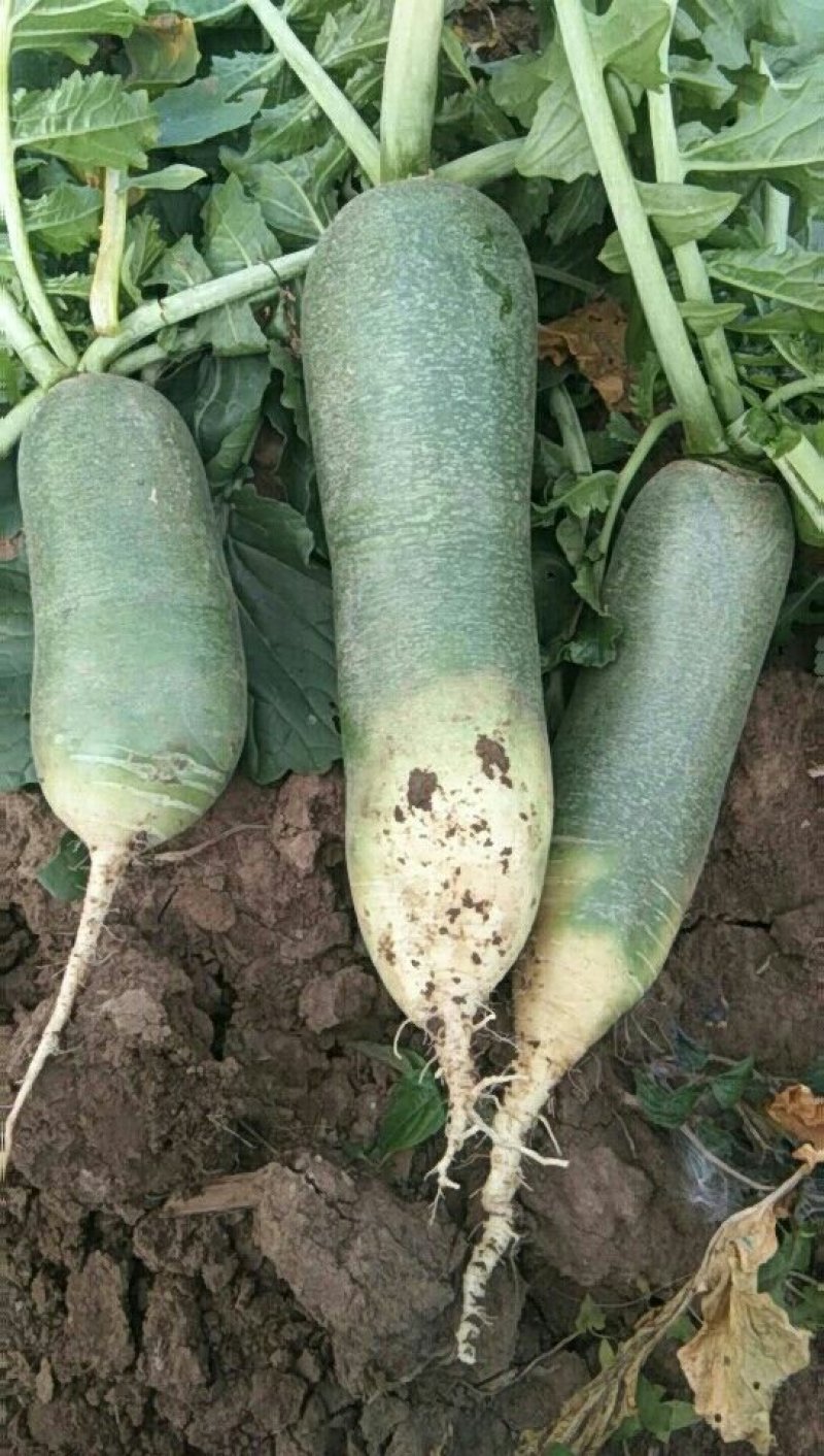 砂锅大萝卜