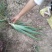 1斤到5斤的芦荟苗，2元一棵起，不包邮