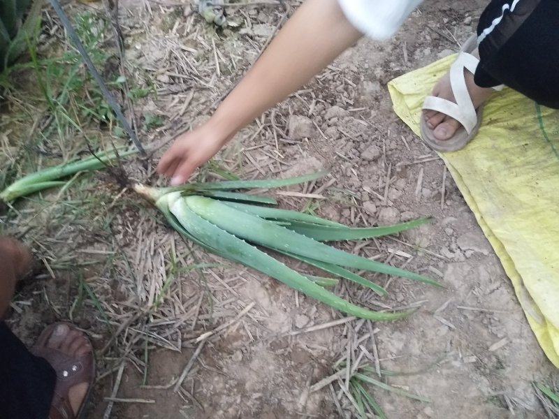 1斤到5斤的芦荟苗，2元一棵起，不包邮