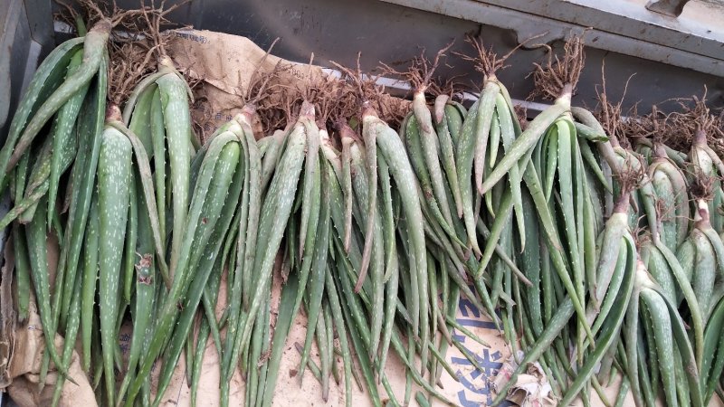 1斤到5斤的芦荟苗，2元一棵起，不包邮
