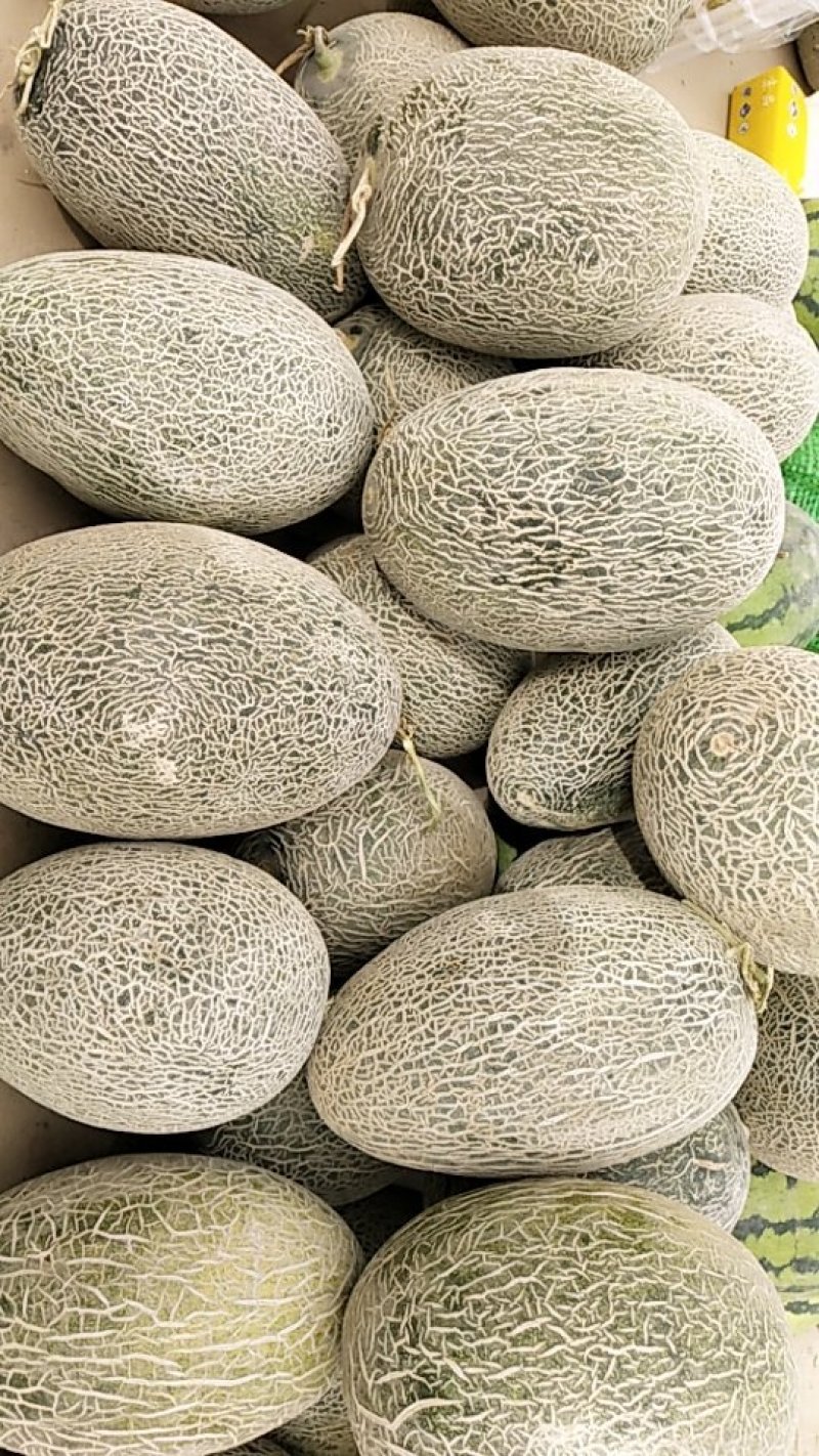 爱铺特尔新疆甜瓜