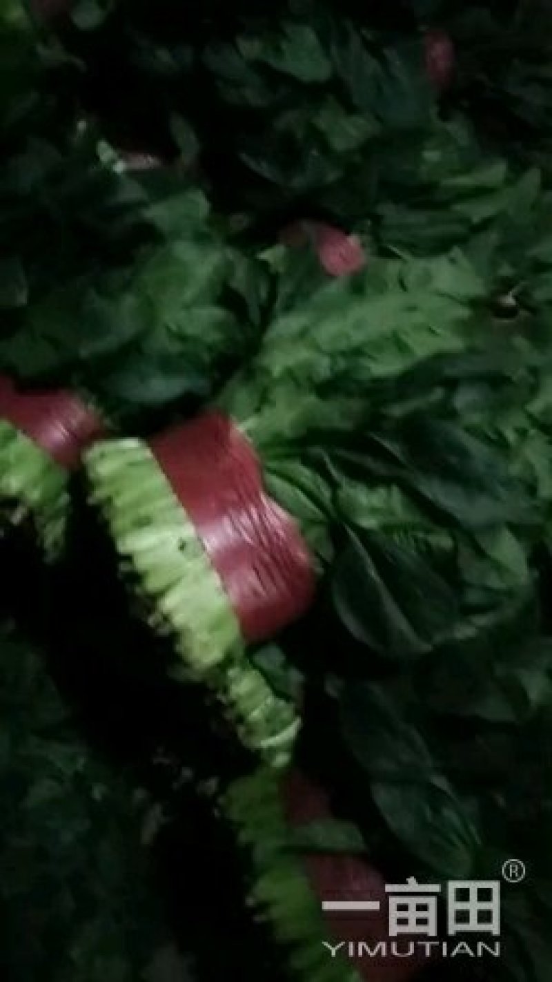 优质大叶波菜，无黄叶，价格低，欢迎超市，市场来采购