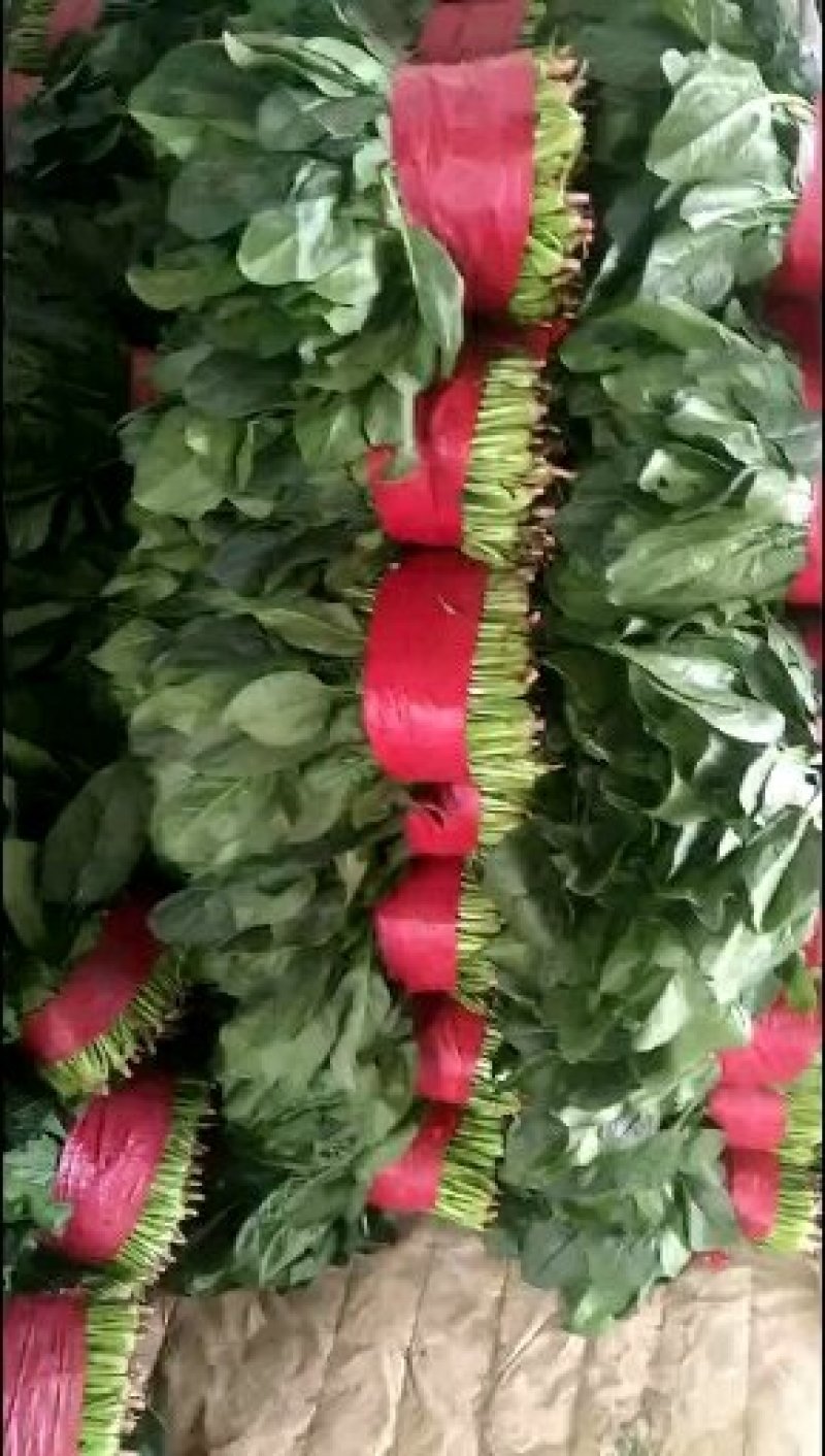 优质大叶波菜，无黄叶，价格低，欢迎超市，市场来采购