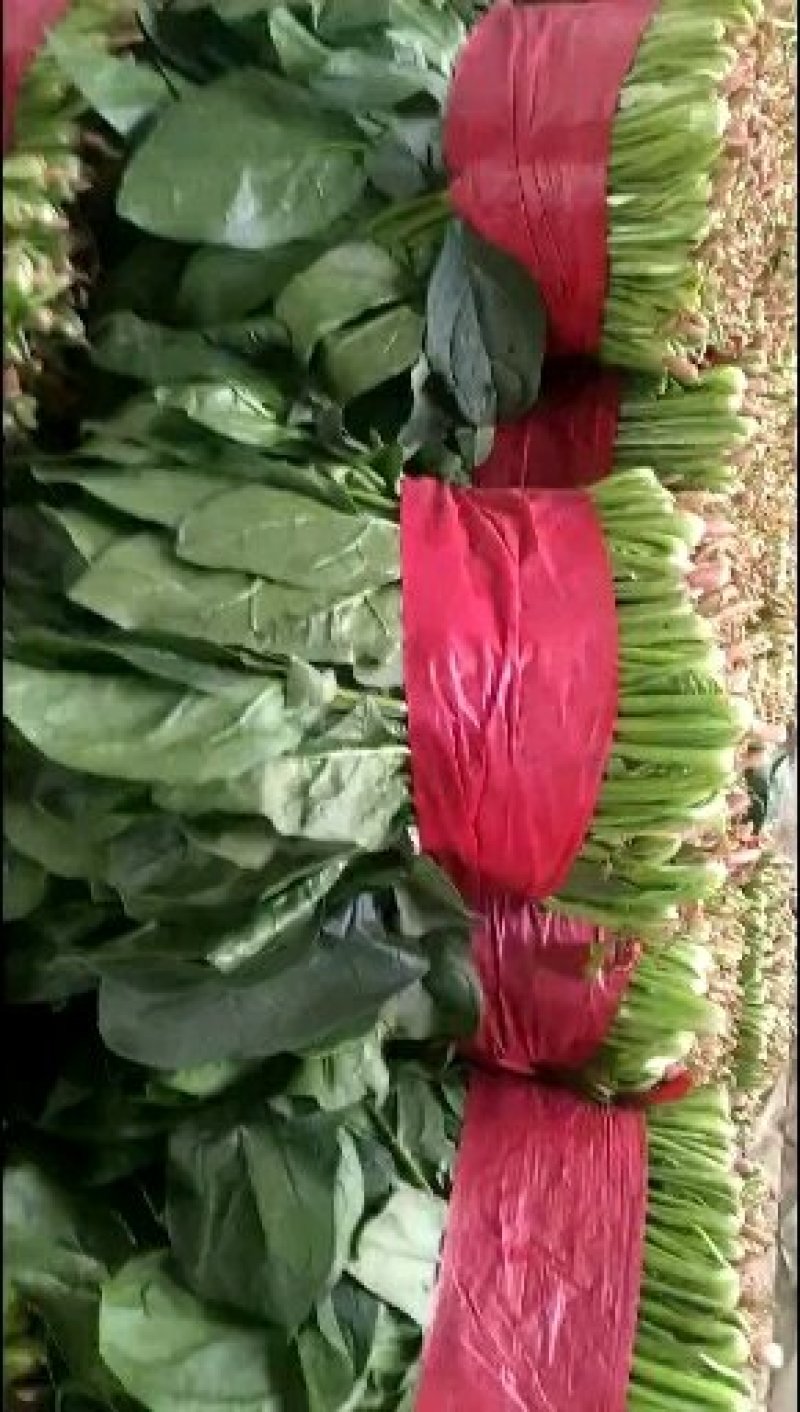 优质大叶波菜，无黄叶，价格低，欢迎超市，市场来采购