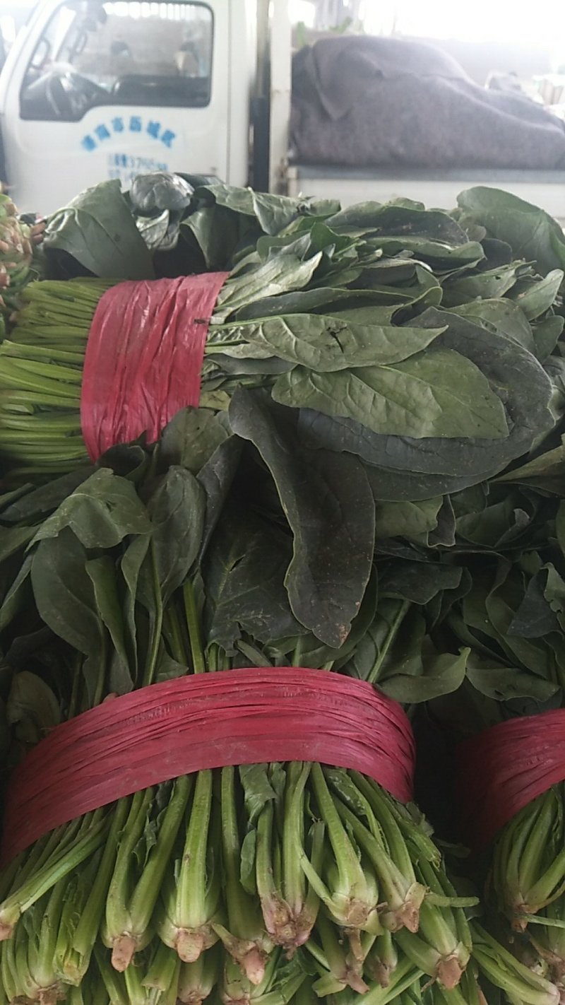 优质大叶波菜，无黄叶，价格低，欢迎超市，市场来采购