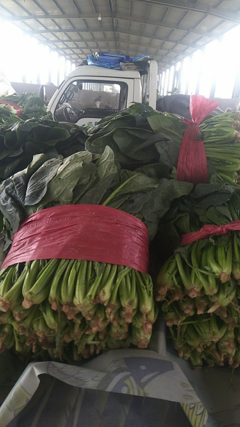 优质大叶波菜，无黄叶，价格低，欢迎超市，市场来采购