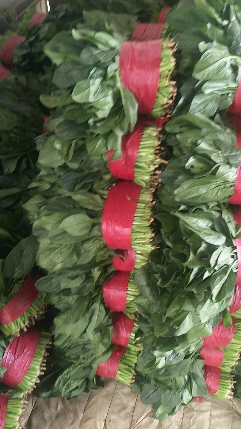 优质大叶波菜，无黄叶，价格低，欢迎超市，市场来采购