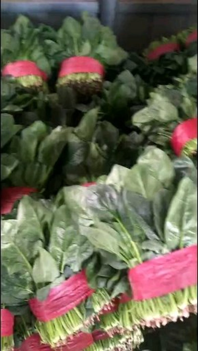 优质大叶波菜，无黄叶，价格低，欢迎超市，市场来采购