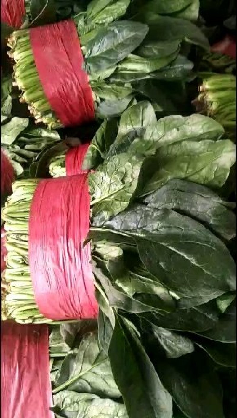 优质大叶波菜，无黄叶，价格低，欢迎超市，市场来采购