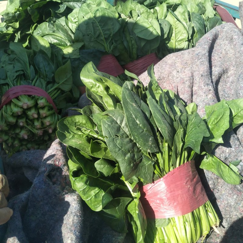 优质大叶波菜，无黄叶，价格低，欢迎超市，市场来采购
