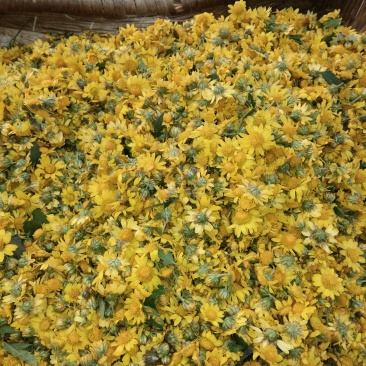 野菊花