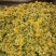野菊花