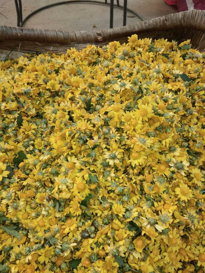 野菊花