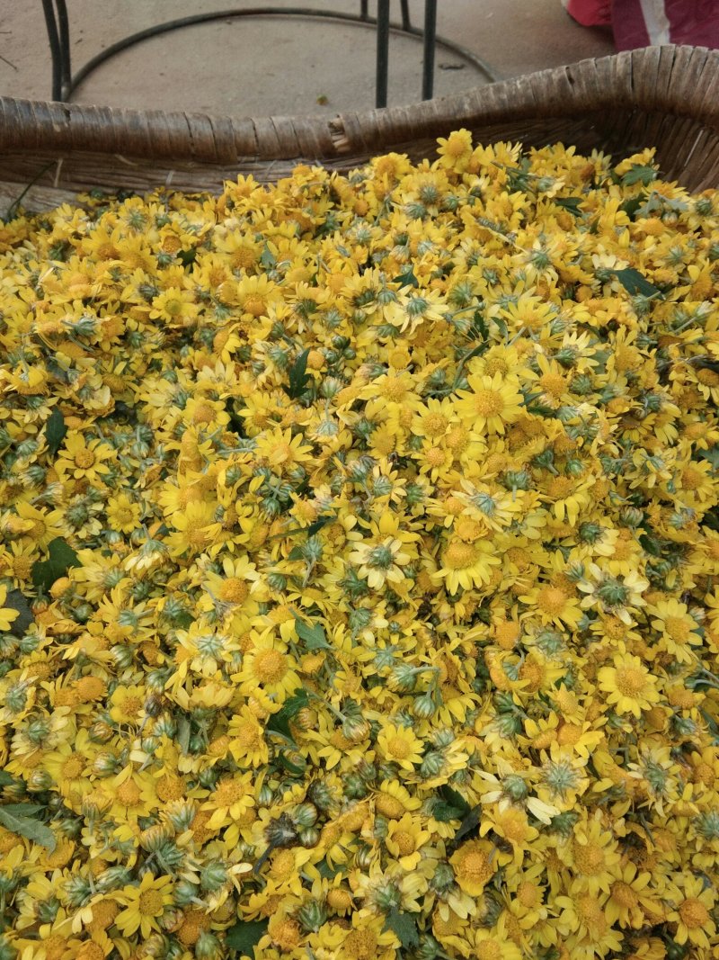 野菊花