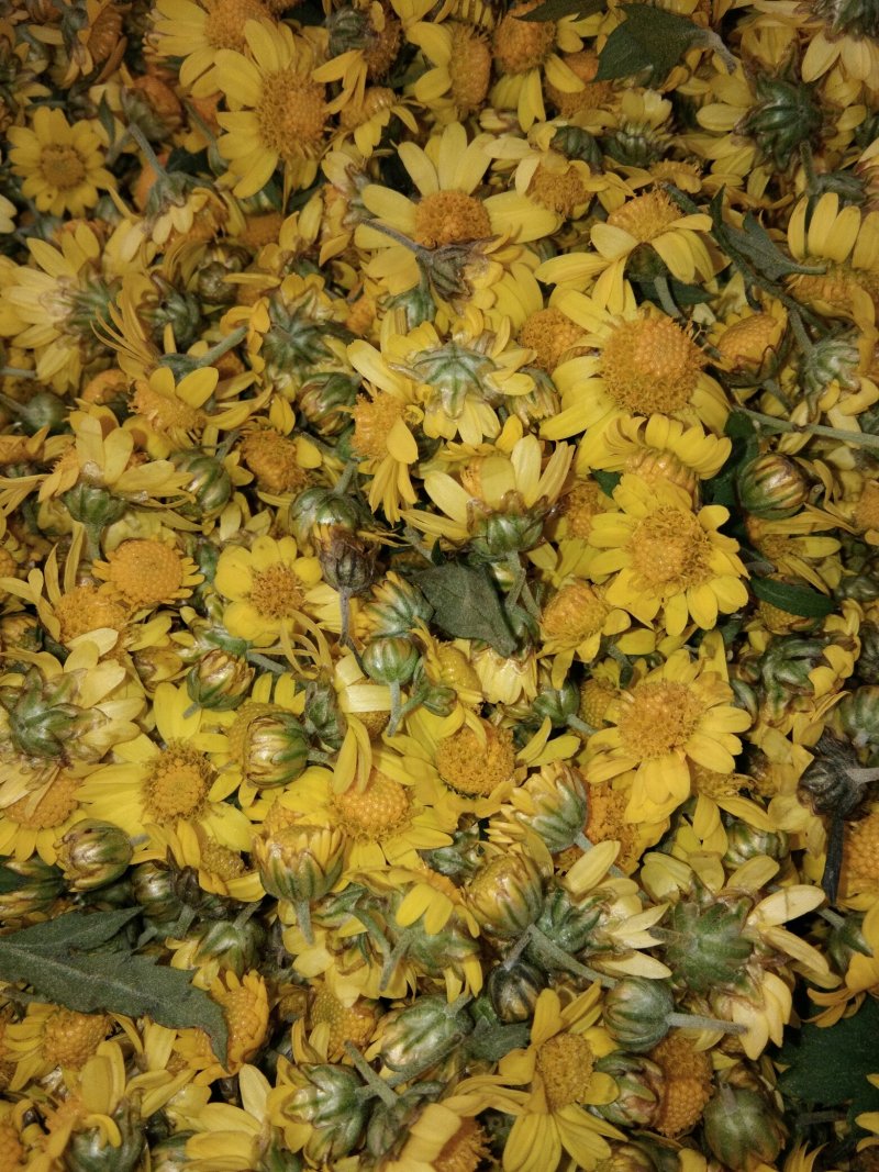 野菊花