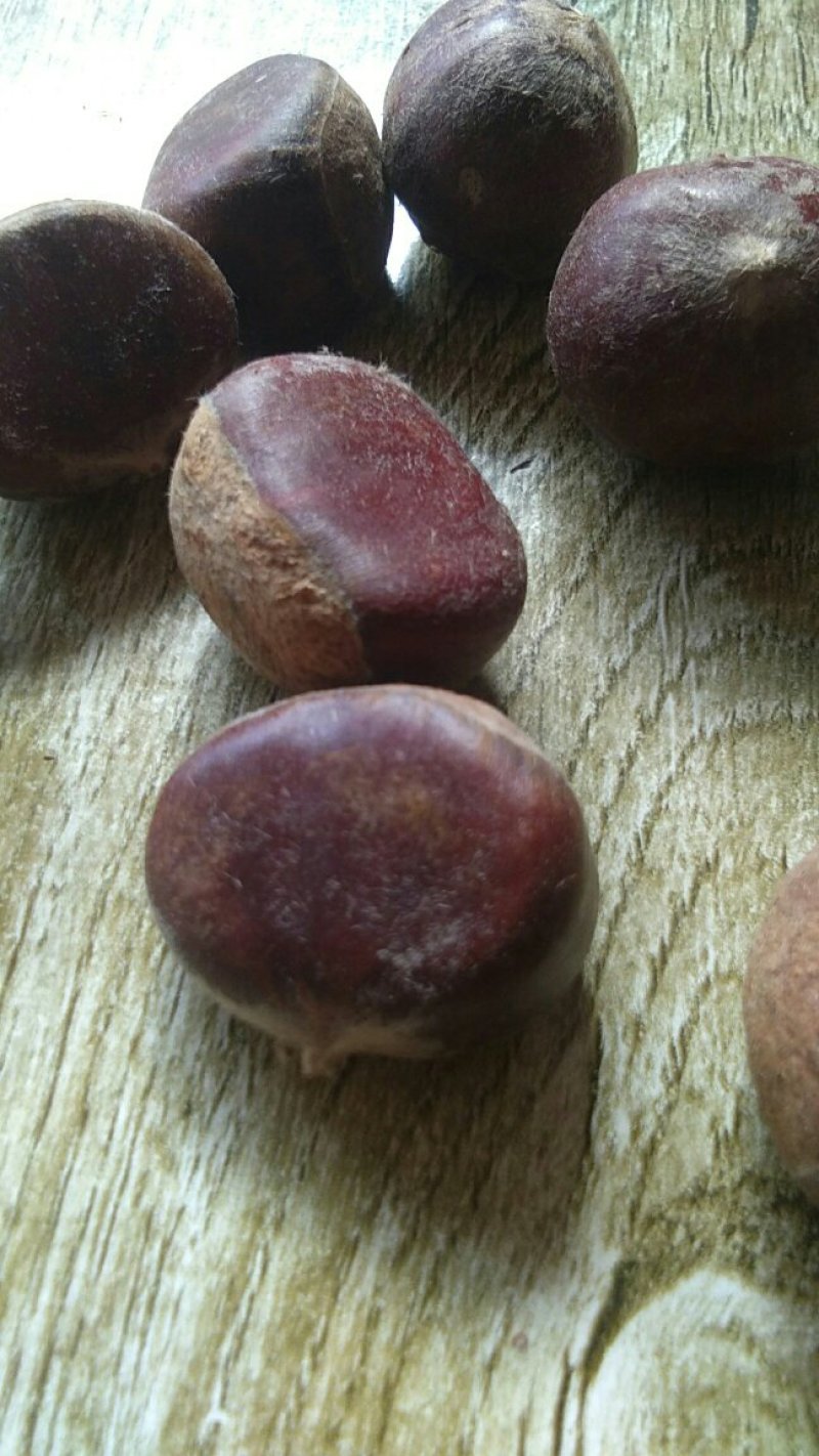 板栗：好货