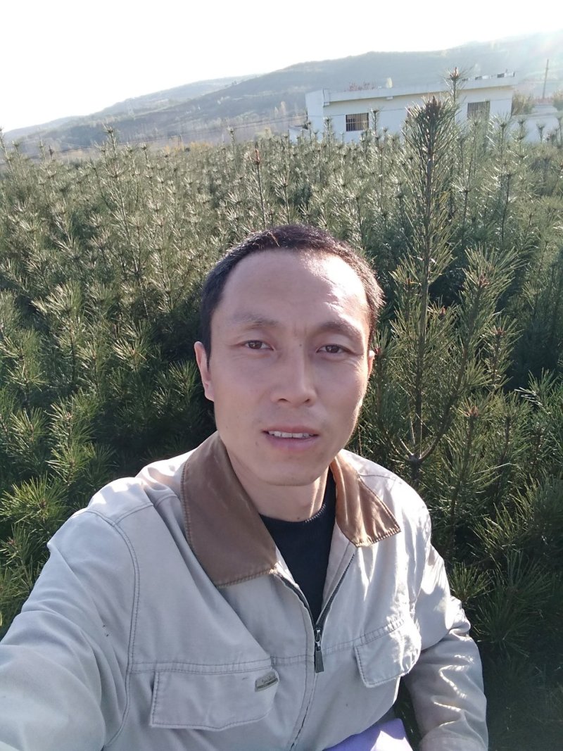 白皮松树苗，营养钵，大树