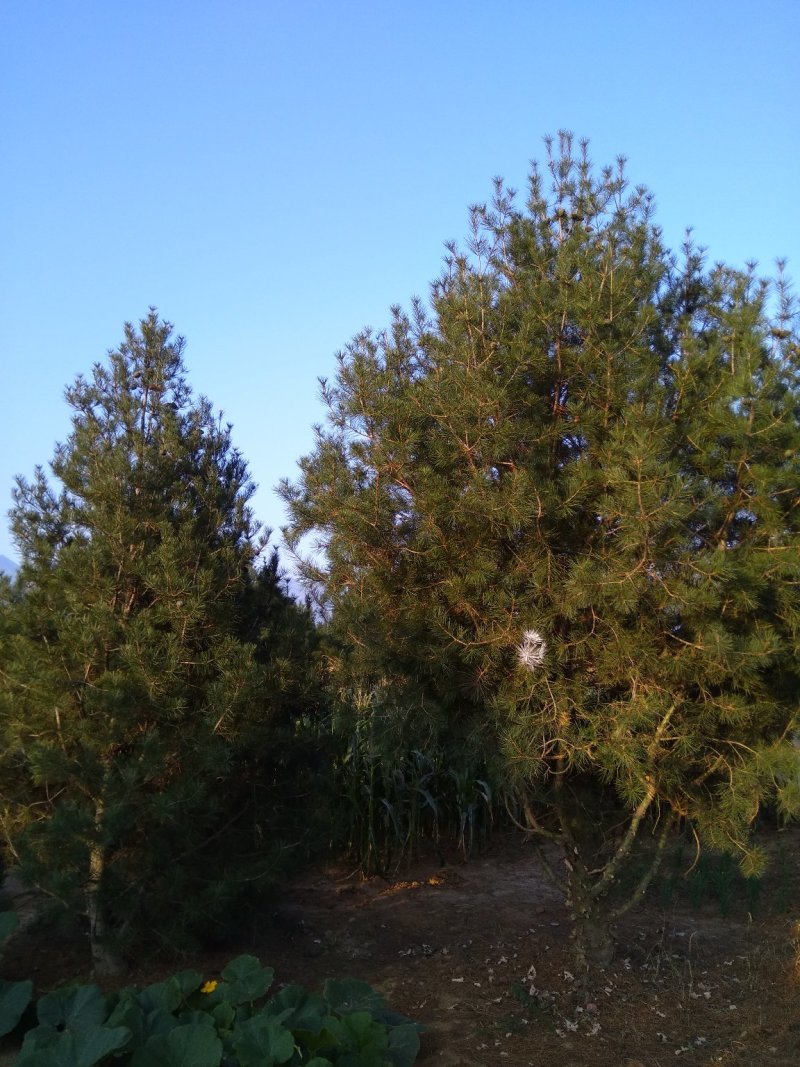 白皮松树苗，营养钵，大树