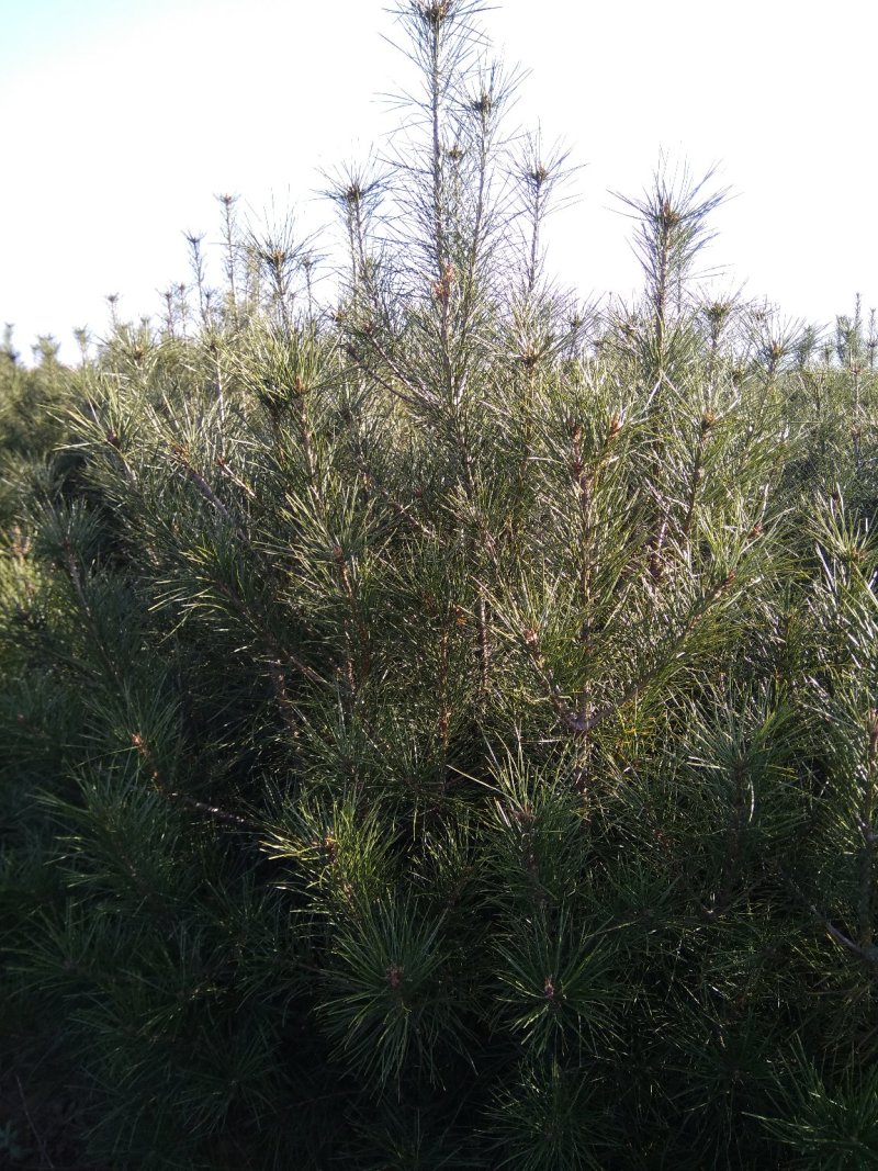 白皮松树苗，营养钵，大树