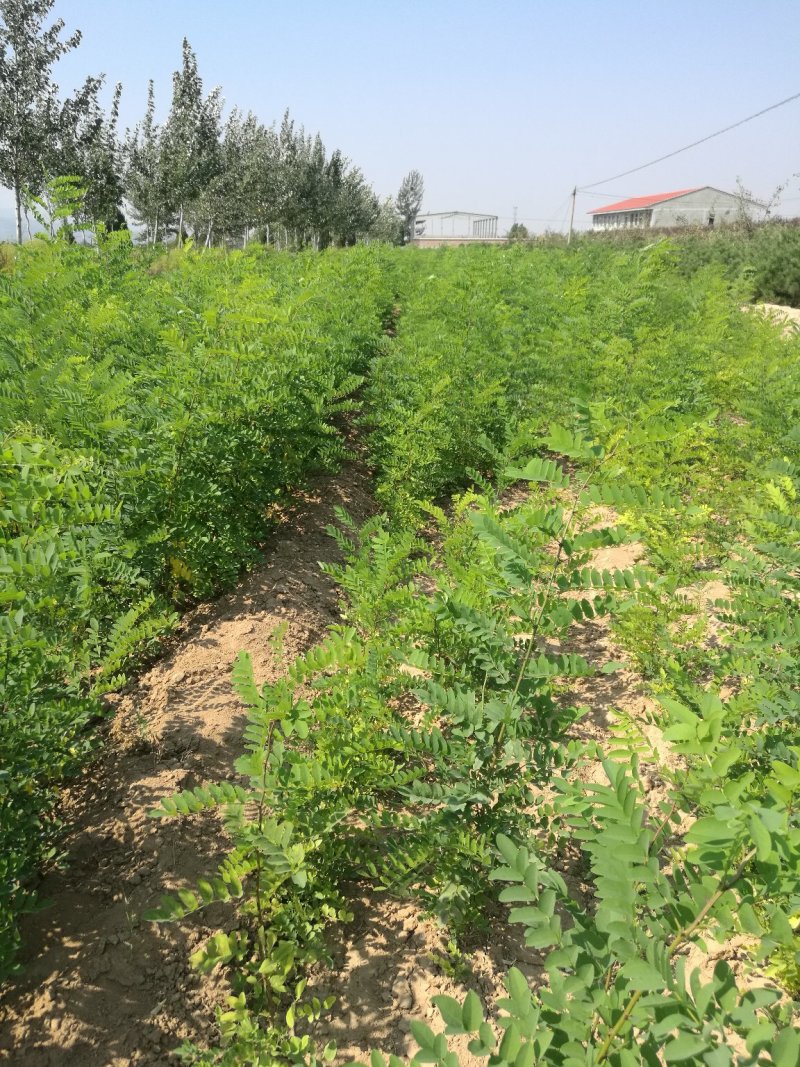 一米左右刺槐量大