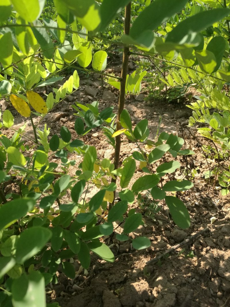 一米左右刺槐量大