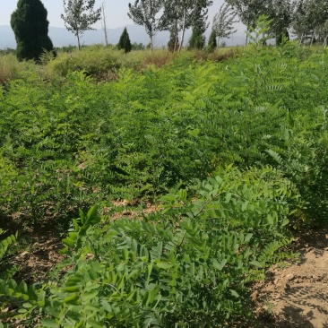 一米左右刺槐量大