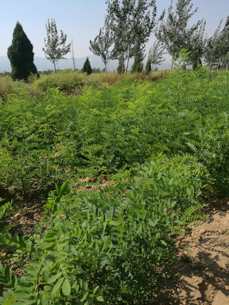 一米左右刺槐量大