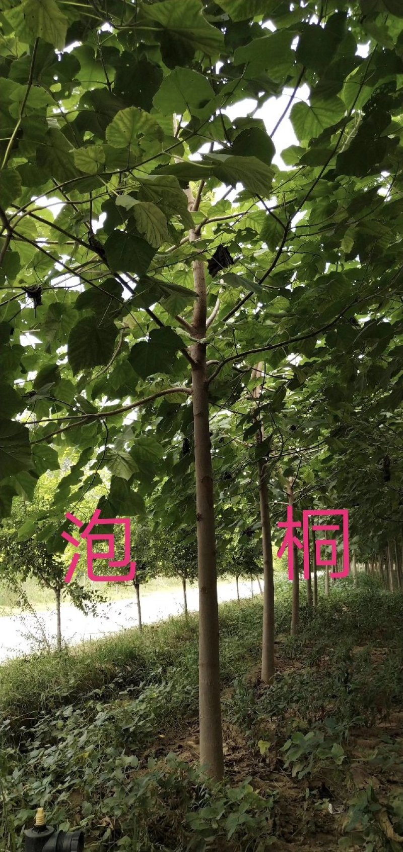 紫花泡桐，白花泡桐，泡桐树苗，泡桐树，泡桐木，泡桐基地