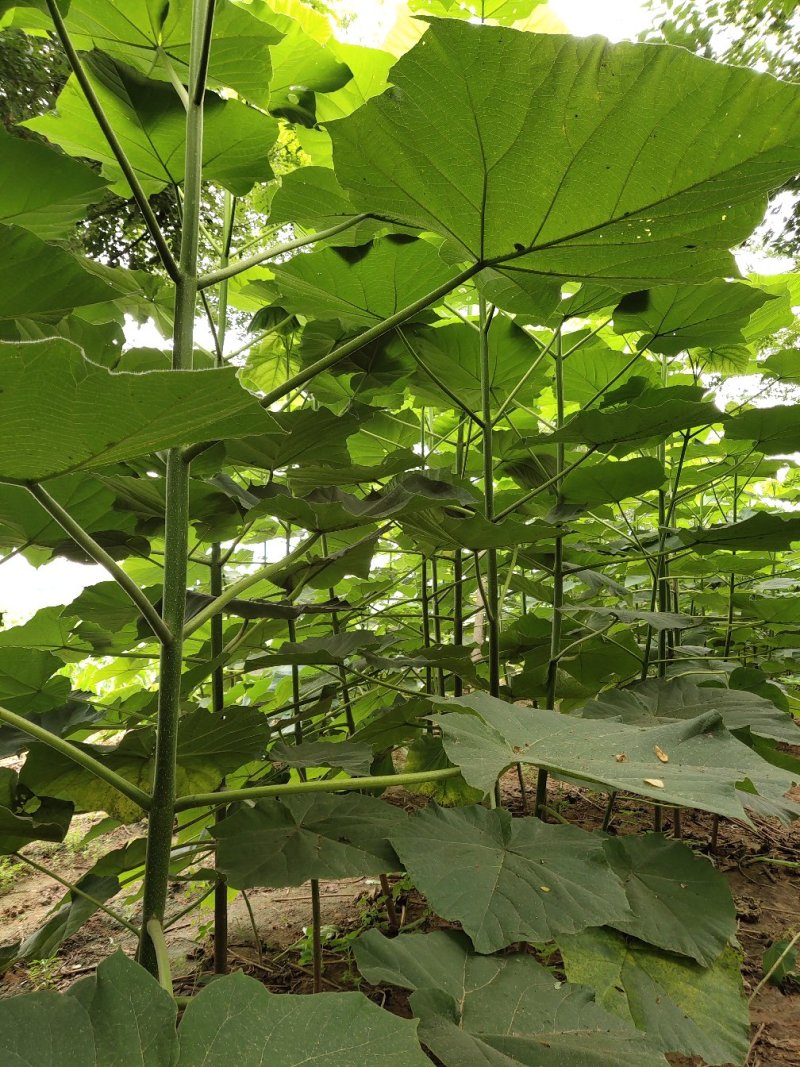 紫花泡桐，白花泡桐，泡桐树苗，泡桐树，泡桐木，泡桐基地