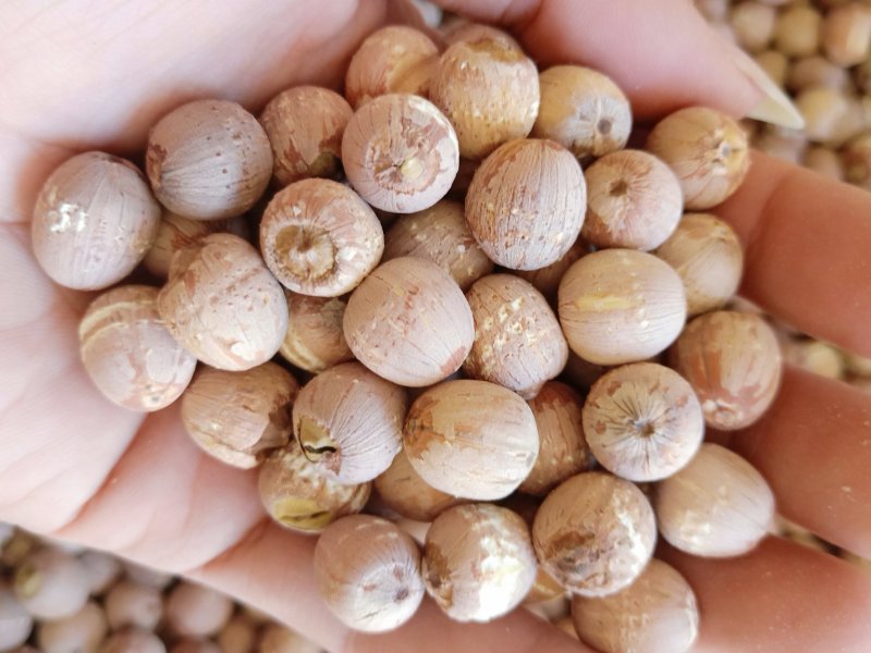 湖南湘莲大颗粒红莲实心湘莲颜色鲜品质好粒粒饱满