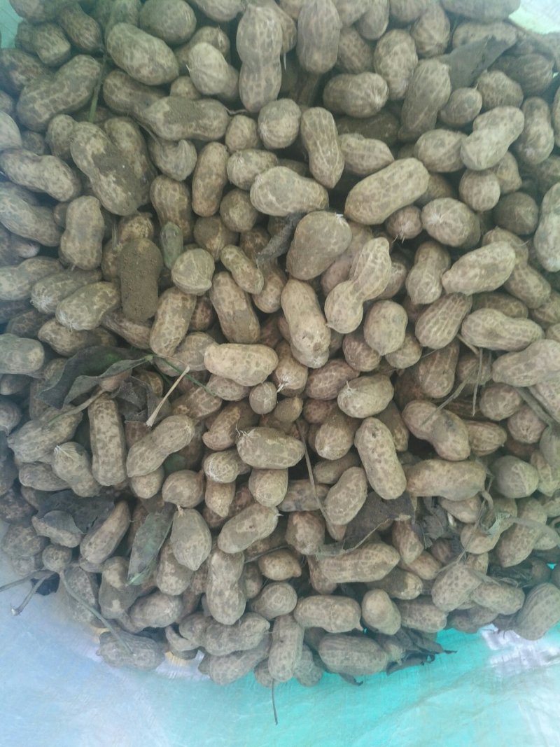 农家大白沙鲜花生，整车供应，可电商，市场对接