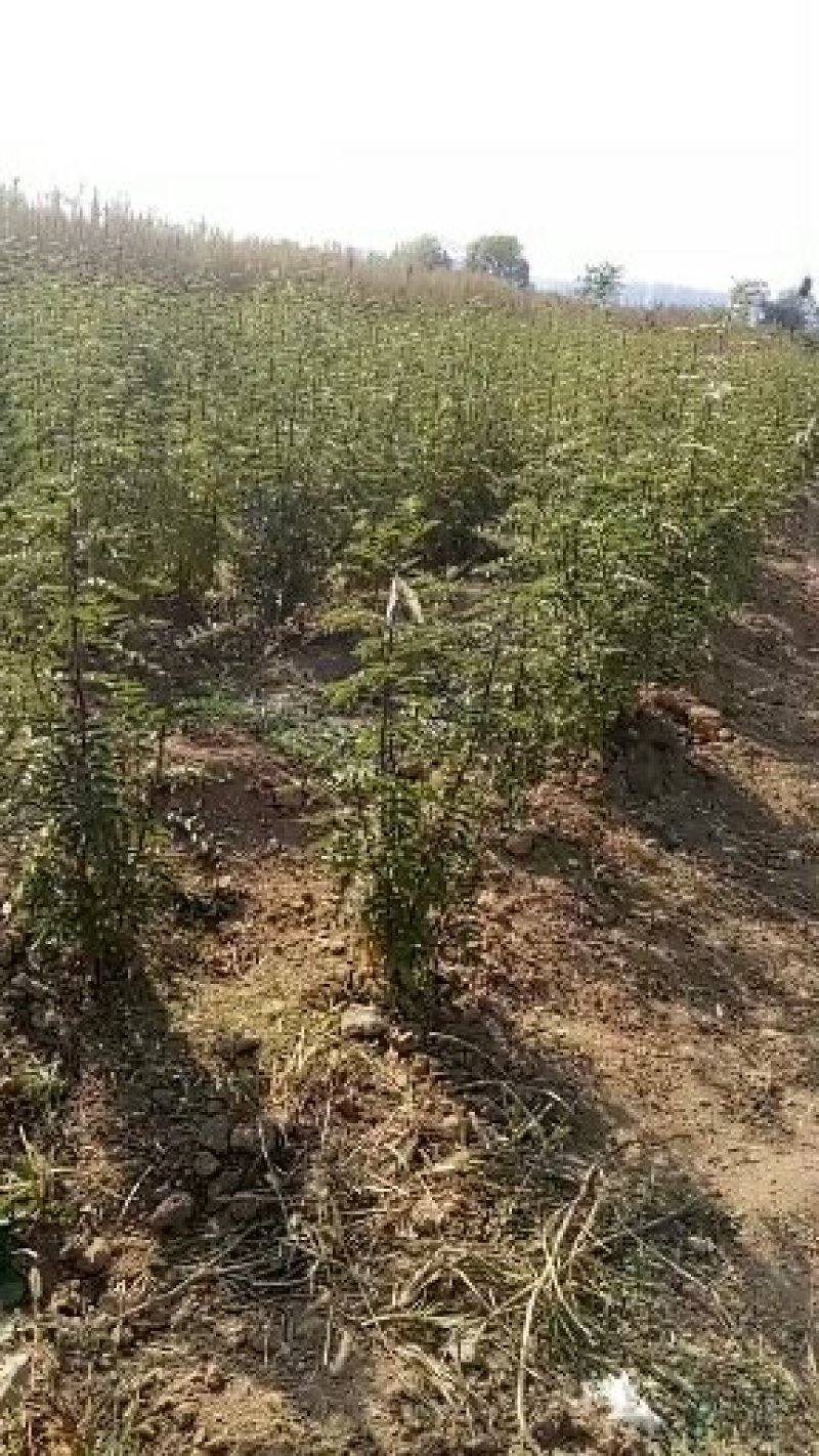 韩城大红袍花椒苗木