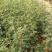 韩城大红袍花椒苗木