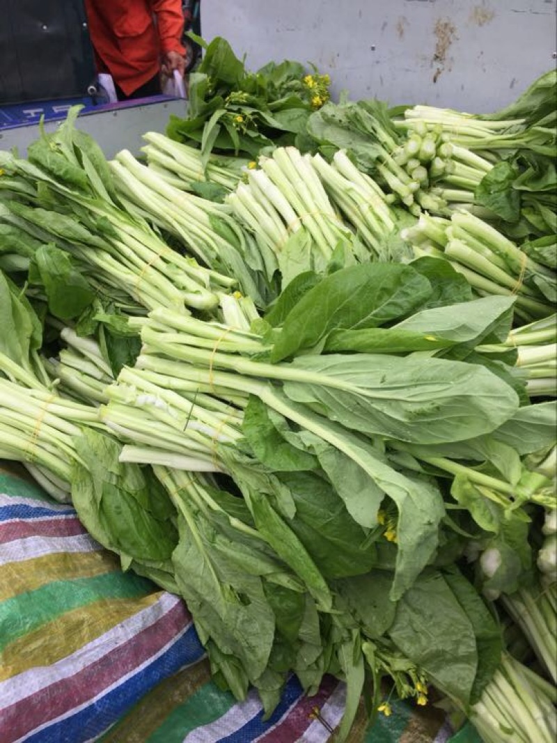 湖北当阳精品白菜苔广东白菜心15~20cm