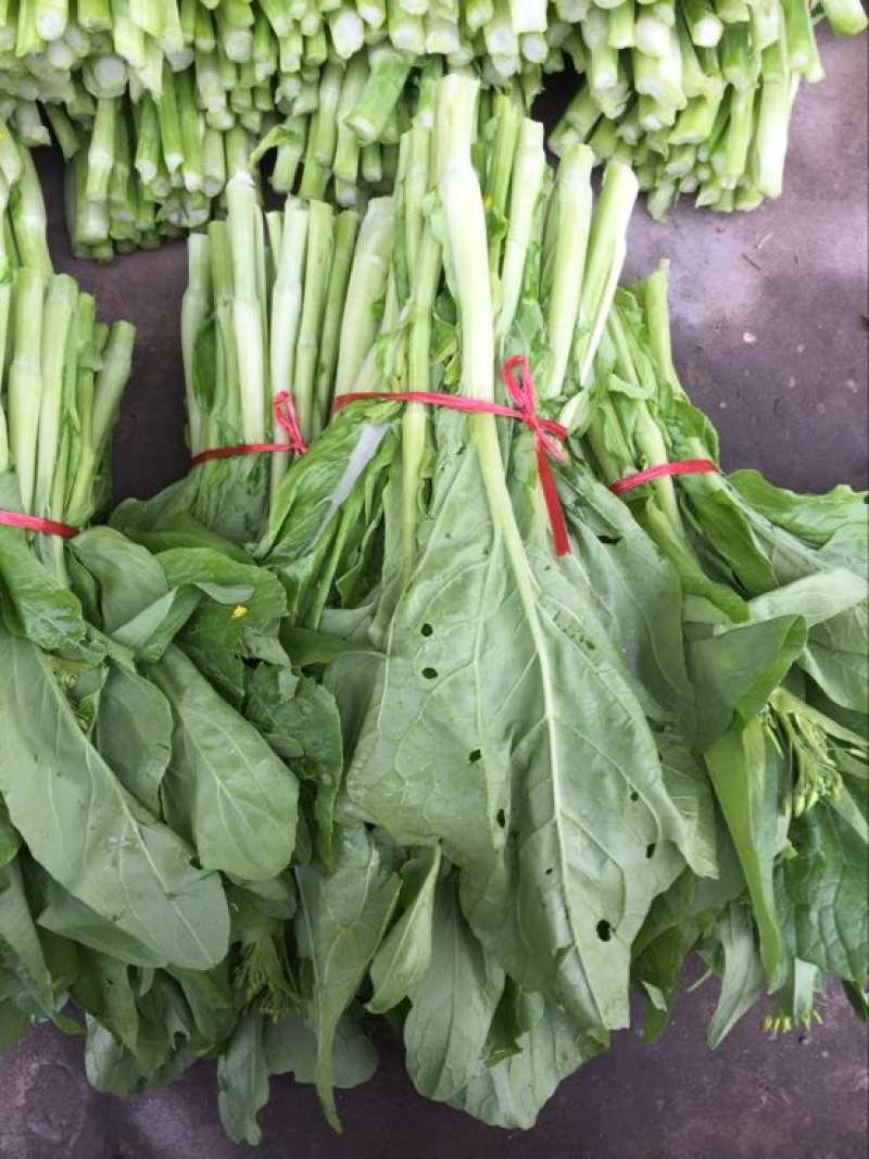 湖北当阳精品白菜苔广东白菜心15~20cm