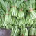湖北当阳精品白菜苔广东白菜心15~20cm