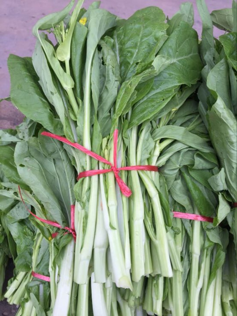 湖北当阳精品白菜苔广东白菜心15~20cm